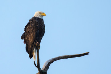 Ruffled Eagle on Perch