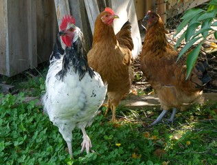 Junger Sussex Hahn in Freilandhaltung