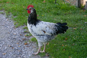 Junger Sussex Hahn in Freilandhaltung