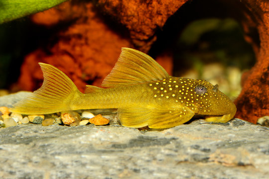 Green phantom pleco L200 Hemiancistrus subviridis aquarium fish