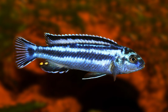Metallic bluegray mbuna malawi cichlid Melanochromis johannii aquarium fish johanni 
