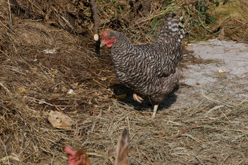 Grausperber Huhn in Freilandhaltung