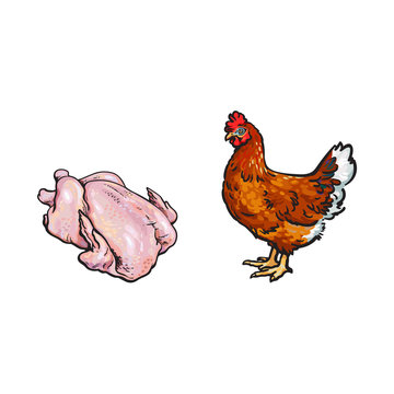 vector chicken and cutted hen carcass sketch cartoon set. Isolated illustration on a white background. Farm domestic bird, poultry raw meat