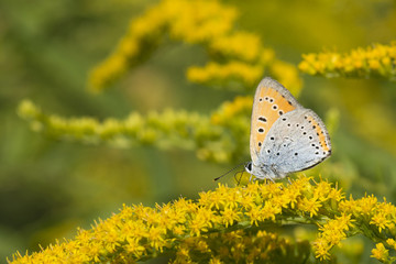 Motyl i kwiat © arek0michalak