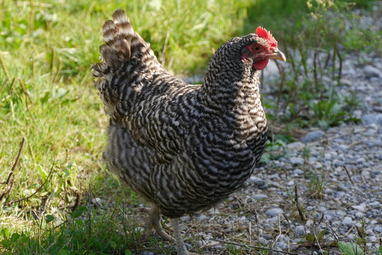 Grausperber Huhn in Freilandhaltung