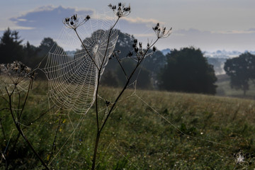 Netz