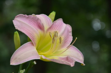 pink lily