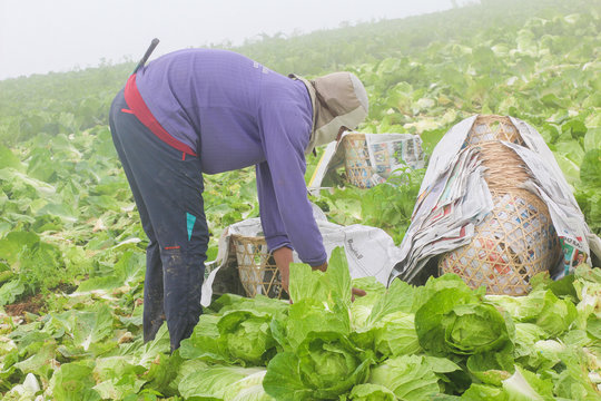 PHETCHABUN, THAILAND - SEPTEMBER 26, 2016: Peoples are harvesting chinese cabbage at phutubberk in thailand.