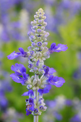 Close up Blue salvia purple flowers blooming in garden under sunlight. Selective focus, natural flower background.
