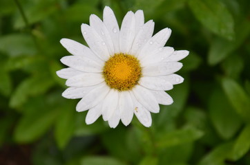 Daisy 