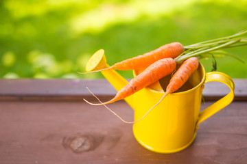 still life with watering can and fresh carrots. Gardening time. Harvest season.