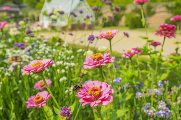 Bumblebee on a flower in the middle of a flowering sea / Germany