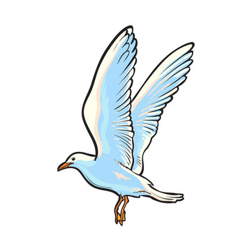 Flying seagull, hand drawn, sketch style side view cartoon vector illustration isolated on white background. Hand drawn cartoon vector illustration of flying seagull