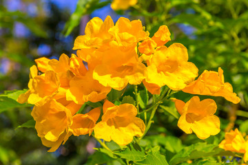 Yellow elder, Trumpetbush, Trumpetflower, Yellow trumpet-flower