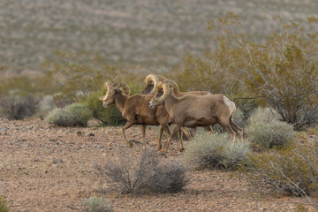 Herd of Desert Bighorn Sheep Rams