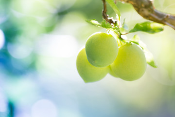 Green peaches background