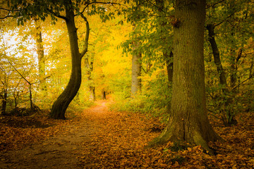 Painterly walk through beautiful autumn forest scene