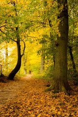 Pathway through beautiful autumn forest scene