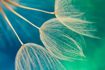 Zarte Samen Schirme vom Bocksbart auf grün blauem Hintergrund zerbrechlich und fein