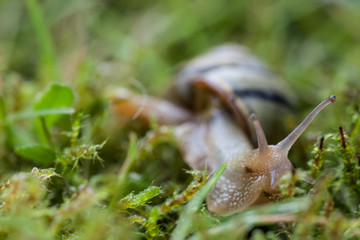 Schnecke im Gras