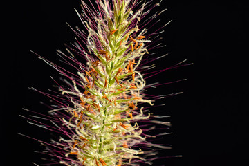 Gras mit Pollen und Blüte auf schwarzem Hintergrund Achtung Allergiker