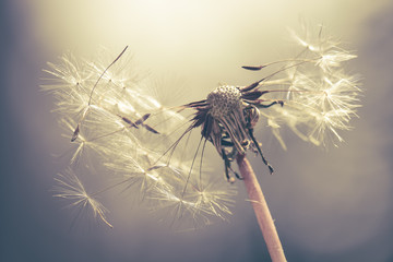 Samen Löwenzahn Pusteblume mit Farbeffekt nostalgisch