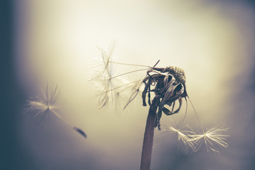 Pusteblume ein Samen fliegt weg im Wind mit Farbeffekt wenig Farbe 