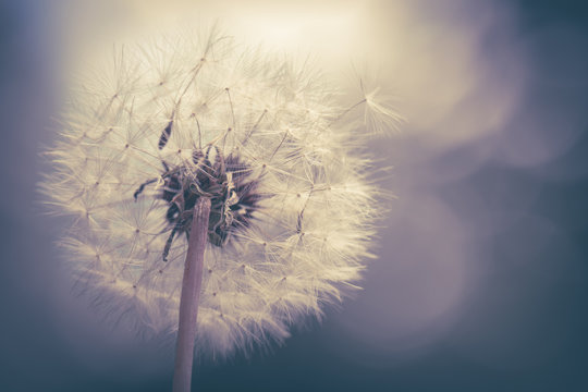 Pusteblume rund mit Farbeffekt wenig Farbe 