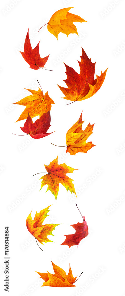 Wall mural isolated maple leaves. falling red and orange maple leaves isolated on white background with clippin