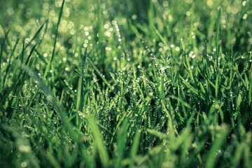Fototapeta premium Wiese oder Rasen mit Wassertropfen nach Regen oder Morgentau 