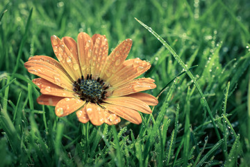 Blüte orange im nassen Gras Morgentau Regen Sommer Frische