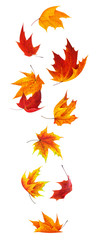 Isolated maple leaves. Falling red and orange maple leaves isolated on white background with clipping path