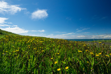 Fototapeta na wymiar Iceland - Blue ocean behind yellow field of flowers under perfect blue sky