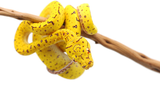 Green tree python isolated on white background