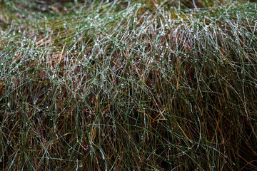 Dropplets on grass in Sweden