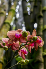 Obraz na płótnie Canvas orquídea