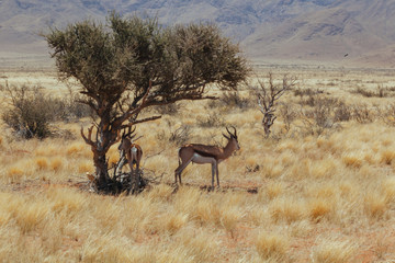 Springbok in Nature