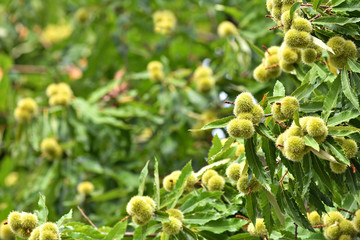 Sweet chestnuts growing on a tree