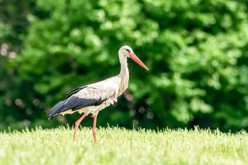 Weißstorch (Ciconia ciconia)