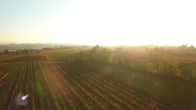 Vigne e vigneti con drone