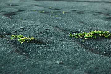 Black Beach with plants