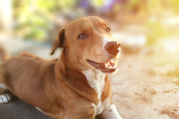 Portrait of a cute brown dog.