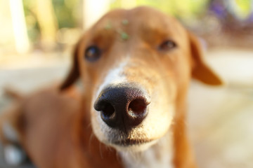 Close up nose of an adorable brown dog.