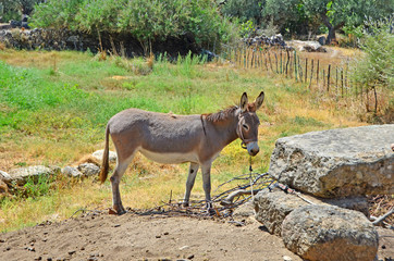 The donkey is roped to tree in countryside.