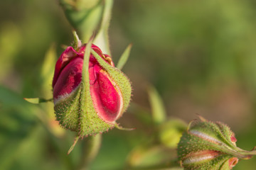 rose flower, Valentine Rose Bud, Beautiful