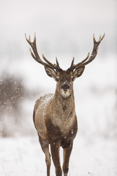 Portrait of red deer stag