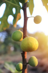 Yellow fig fruits ripen.