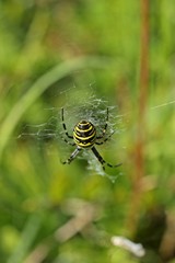 Wespenspinne (Argiope bruennichi) 