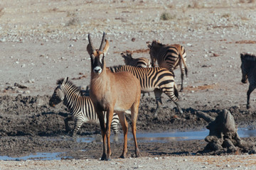 Fototapeta na wymiar watering hole for animals in Africa desert 