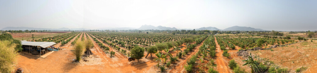 Fototapeta na wymiar Mango tree, local agricultural gardens Thailand, Asia, Panorama